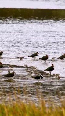 Bereketli otlarla dolu sakin bir gölün yanında kuş yaşamının bir görüntüsü; kuşbilimi veya ekolojiyle ilgili sunumlar veya gösterimler için mükemmel.