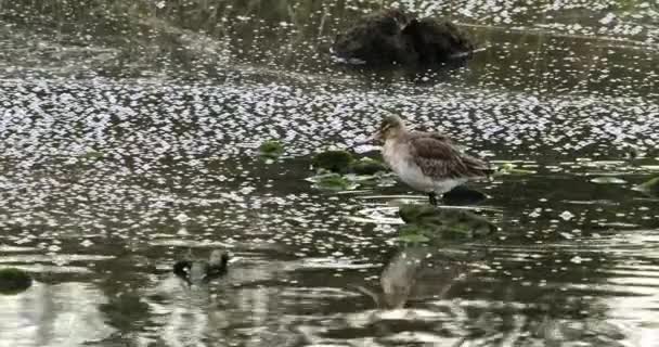 Een Rustig Wetland Een Eenzame Vogel Midden Van Drijvende Groene — Stockvideo