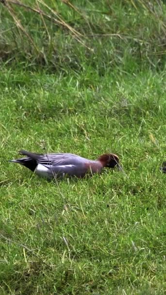Voit Des Canards Reposer Dans Verdure Vidéo Verticale — Video
