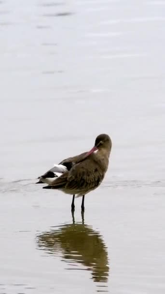 Een Waadvogel Het Water Ideaal Voor Natuurdocumentaires Artikelen — Stockvideo