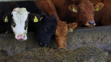 Çeşitli sığırlar yalaktan beslenmekle meşguldür. Yavaş çekim.