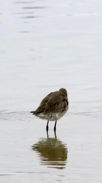 Sakin Suyun Ortasında Narin Gagalı Bir Kuş Çevresel Farkındalığa Eğilimlidir — Stok video