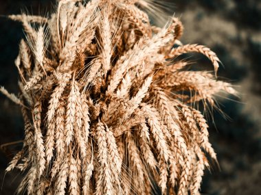 Olgun buğday demetleriyle hasat zamanının özünü yakalayan bir görüntü..