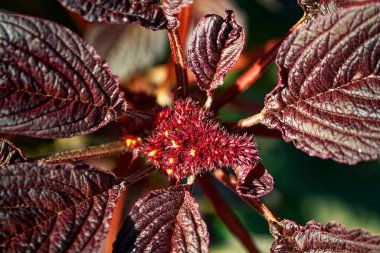 Belirgin damarları ile koyu kırmızı yapraklar yakın plan bulanık arka plan, doğal dokuları vurguluyor.