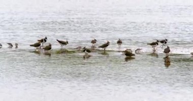 Sığ sularda yüzen bir grup kuş, sakin ve doğal bir çevreyi yansıtıyor, vahşi yaşam ve doğa temalı içerik için mükemmel..