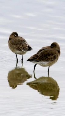 Uzun bacakları ve gagaları olan iki kuş sığ sularda duruyor. Yansımaları hemen altlarında. Sakin ortam, doğa temalı içerik için idealdir..