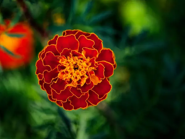 stock image A close-up of a marigold flower revealing the contrast between its fiery petals and the cool green leaves creates an energetic atmosphere, perfect for environmental or educational uses.