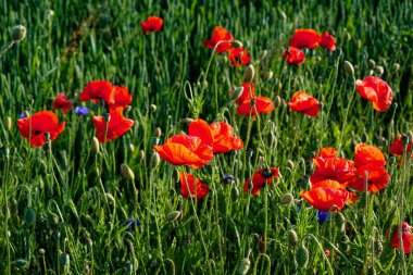Bir grup parlak, açan kırmızı çiçek..
