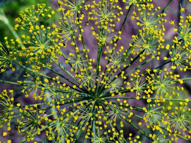 Yeşil saplı sarı çiçekli bir çiçek aranjmanı, koyu bir arka plan üzerine kurulmuş..