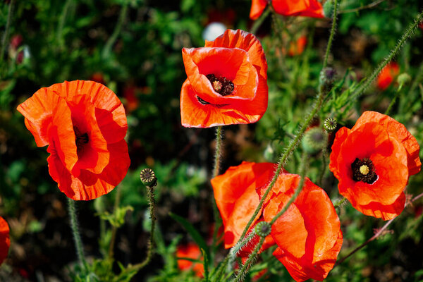 Red poppies and buds are surrounded by leaves.