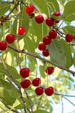 Gün ışığı olgun kirazların bereketli renklerini vurgular. Güçlü dalların üzerinde canlı yeşil yaprakların arasına yerleştirilir..