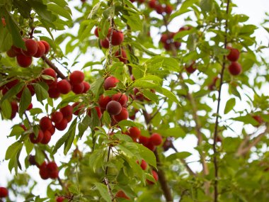 Bereketli bir erik ağacı, olgun dallarla süslenmiş, yemyeşil yaprakların arasında sulu meyveler..