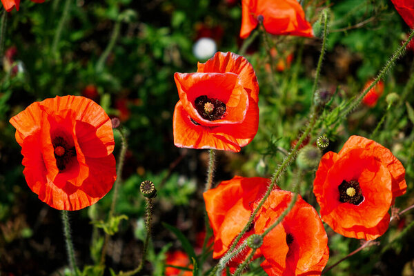 Vivid poppies blossom in a lush environment.