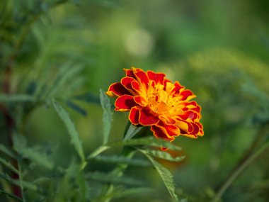 Odaklanamayan yeşil bir ortama karşı katmanlı kadife çiçeklerinin ayrıntılı bir görünümü; çiçek tasarımlarında veya doğa sunumlarında kullanılabilir