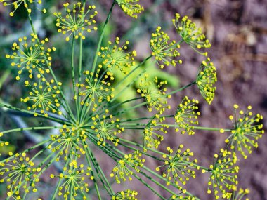 Yeşil saplı sarı çiçeklerin detaylı bir görüntüsü, koyu bir arka planla zıt..