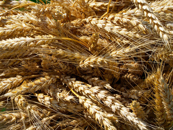 Яркая демонстрация золотых снопов пшеницы, которая олицетворяет суть сезона сбора урожая; идеально подходит для фермерского и натурального брендинга продуктов питания.