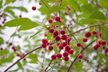 Doğal ışık altında yemyeşil yaprakların ortasında olgun kirazların cömert bir şekilde sergilenmesi tazeliği ve organik büyümeyi simgeliyor..