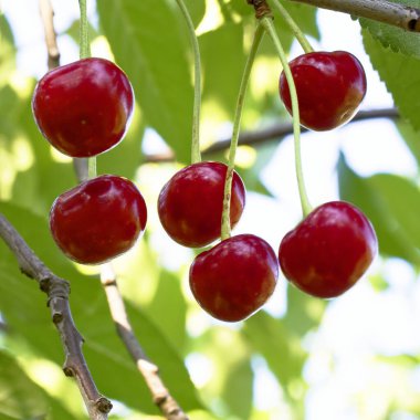 Görüntü kirazların olgunlaşma sürecini vurguluyor. Yaprakların yemyeşil yeşiliyle çevrili.