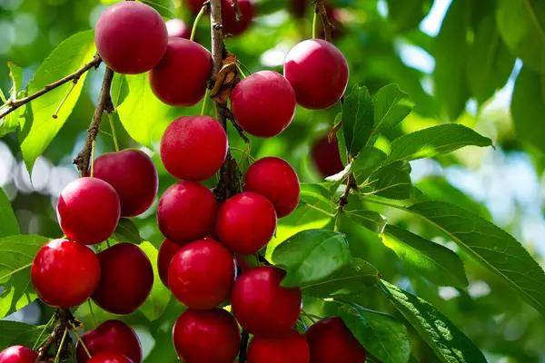 stock image A vibrant image capturing ripe, red cherry plums hanging from a tree, surrounded by lush green leaves under natural light; ideal for content related to fresh, organic produce or gardening.