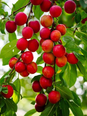 Mevsimlik meyve hasadını temsil eden bir ağacın üzerindeki kiraz erikleri. Taze ürünler veya organik gıdalar için pazarlamada kullanılabilir.