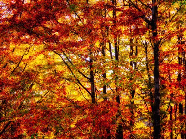 stock image A tranquil autumn forest, bathed in sunlight, showcases a vibrant palette of fall colors. Autumnal Canopy. Sunlight dances through a dense canopy of red and yellow leaves, heralding the fall season.