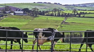 Pastoral otlatma. Irlanda 'nın verimli tarım arazilerinde çitlerin yanında gezinen inekler, ufuk çizgisini noktalayan çiftlikler....