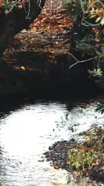 Sakin nehir sonbaharın güzelliğini yansıtır. Nehrin durgun suları, çevreleyen ağaçlardaki sonbahar yapraklarının canlı renklerini yansıtır..