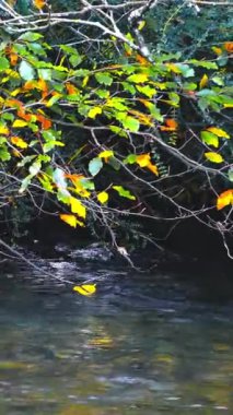 Huzurlu bir dere ormanda dolaşır, yukarıdaki değişen yapraklar suyun yüzeyine bir renk kaleydoskobu atar..