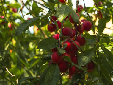 Doğal ortamlarındaki kiraz erikleri organik büyüme gösteriyor. Sürdürülebilir tarım uygulamalarıyla ilgili içerik.