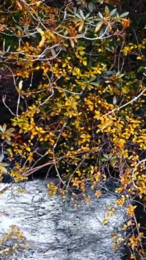 Huzurlu bir sonbahar sahnesi. Bir nehir renkli ağaçların arasından akar. Sakin bir nehir, ağaçların sonbahar renkleriyle parladığı bir ormanın içinden akar..