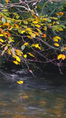 Sonbahar yapraklarının canlı renkleri bu küçük derenin dingin mavi-yeşil suyuna karşı çarpıcı bir tezat oluşturuyor. Bu da yeni mevsimin gelişini işaret ediyor..