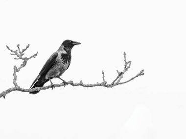 Hücre kargası biraz dinlenir. Bir ağacın dalına tünemiş yalnız bir karga. Kara kuş soğuk kış gökyüzüne karşı duruyor..