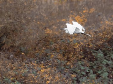 Beyaz bir kuş yeşillik denizinde zarifçe geziniyor. Görkemli bir balıkçıl, sık bir orman tepe örtüsünün üzerinde süzülür..