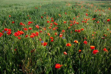 Güneş ışığı yeşil çimen denizinin ortasındaki gelinciklerin kırmızı yapraklarını aydınlatır..