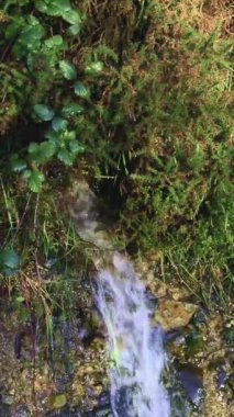 Video, dikey olarak biçimlendirilmiş yeşil bitki örtüsüne karşı sakin bir şelale seti sergiliyor..