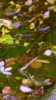 Zaman Yavaş Sürükleniyor. Bir Sonbahar Yolculuğu - Ormanın içinden süzülen sessiz bir dere, düşen yapraklarla süslenmiş, zamanın geçişinin bir kanıtı.