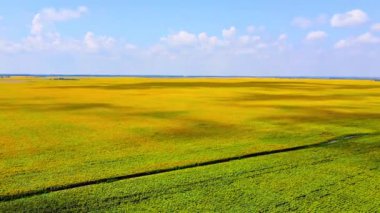 Video, ayçiçeklerinin parlak mavi gökyüzüne karşı rahatlatıcı bir varlık sağladığı huzur ve sükunet hissi uyandırıyor..