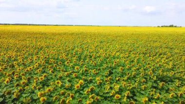 Uçsuz bucaksız bir ayçiçeği tarlası. Sarı çiçekleri güneşe bakıyor. Uzakta soluk bir yeşillik çizgisi var..