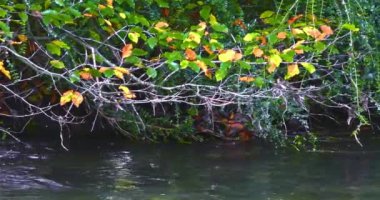 Nehrin yumuşak mırıltısı ve sonbaharın canlı renkleri, mevsimleri değiştiren doğada bulunan güzelliğin bir göstergesi olan dinginliğin ve güzelliğin resmini çizer.