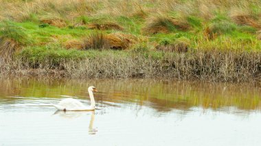 Bir kuğu gölette yüzüyor. Su bulanık ve görünen tek şey kuğu..
