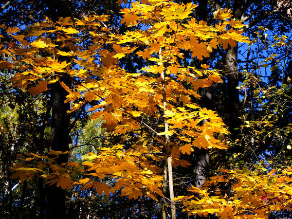 Seasonal Spotlight: A single tree with radiant leaves stands out in the forests fall tapestry