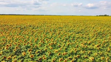Arazi ayçiçekleriyle dolu. Uzun sapları gökyüzüne doğru uzanıyor. Sarı ve yeşil tek bir desen oluşturuyor..