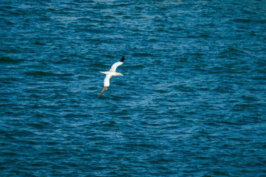 Bir kuş okyanusun üzerinde uçuyor. Su mavidir. Kuş siyah ve beyazdır..