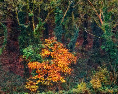 Ormanda, sıra sıra ağaçlar uyum içinde durur, renkleri sonbahar kahverengisi ve altının karışımıdır..