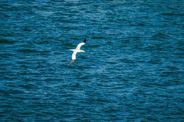 Bir kuş okyanusun üzerinde uçuyor. Su mavidir. Kuş siyah ve beyazdır..