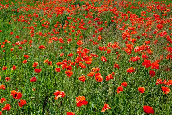 stock image Poppies are scattered densely across the grassy field.