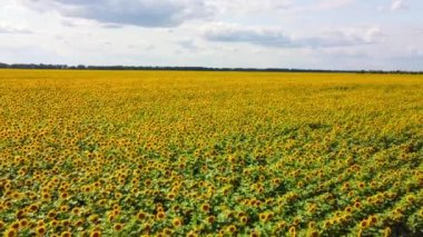 Ayçiçekleri tam çiçeklenmiştir. Yaprakları, mavi gökyüzü ve beyaz bulutların arkaplanındaki karanlık merkezlerini ortaya çıkarmak için açılır..