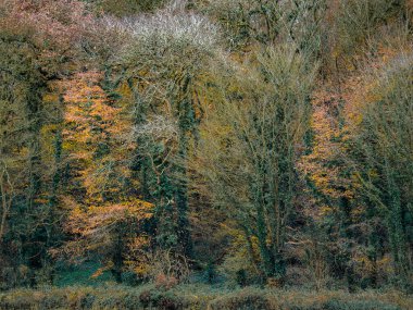 Orman çeşitli turuncu ve kahverengi tonlarında ağaçlarla süslenmiştir. Bazı ağaçlar yapraklarını tutarken, diğerleri de sonbahar mevsiminin farklı aşamalarını göstererek dökülmeye başladı..