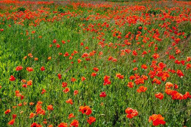 Canlı kırmızı gelinciklerin doğal bir sahnesi yeşil bir tarlada karışıyor..