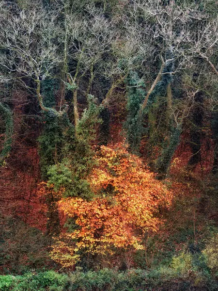 Ağaçların düzenli bir sıra halinde durduğu bir orman, yükseklikleri, kahverengi ve sarı renklerle süslenmiş..